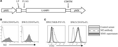 Degranulation Response in Cytotoxic Rat Lymphocytes Measured with a Novel CD107a Antibody